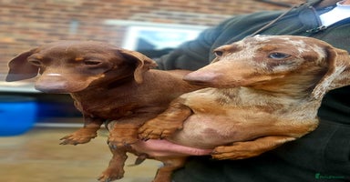 Miniature Dachshund dogs - Advert 4