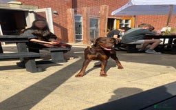 Dobermann dogs for sale: Champion Bloodline Dobermann female  - Image 4