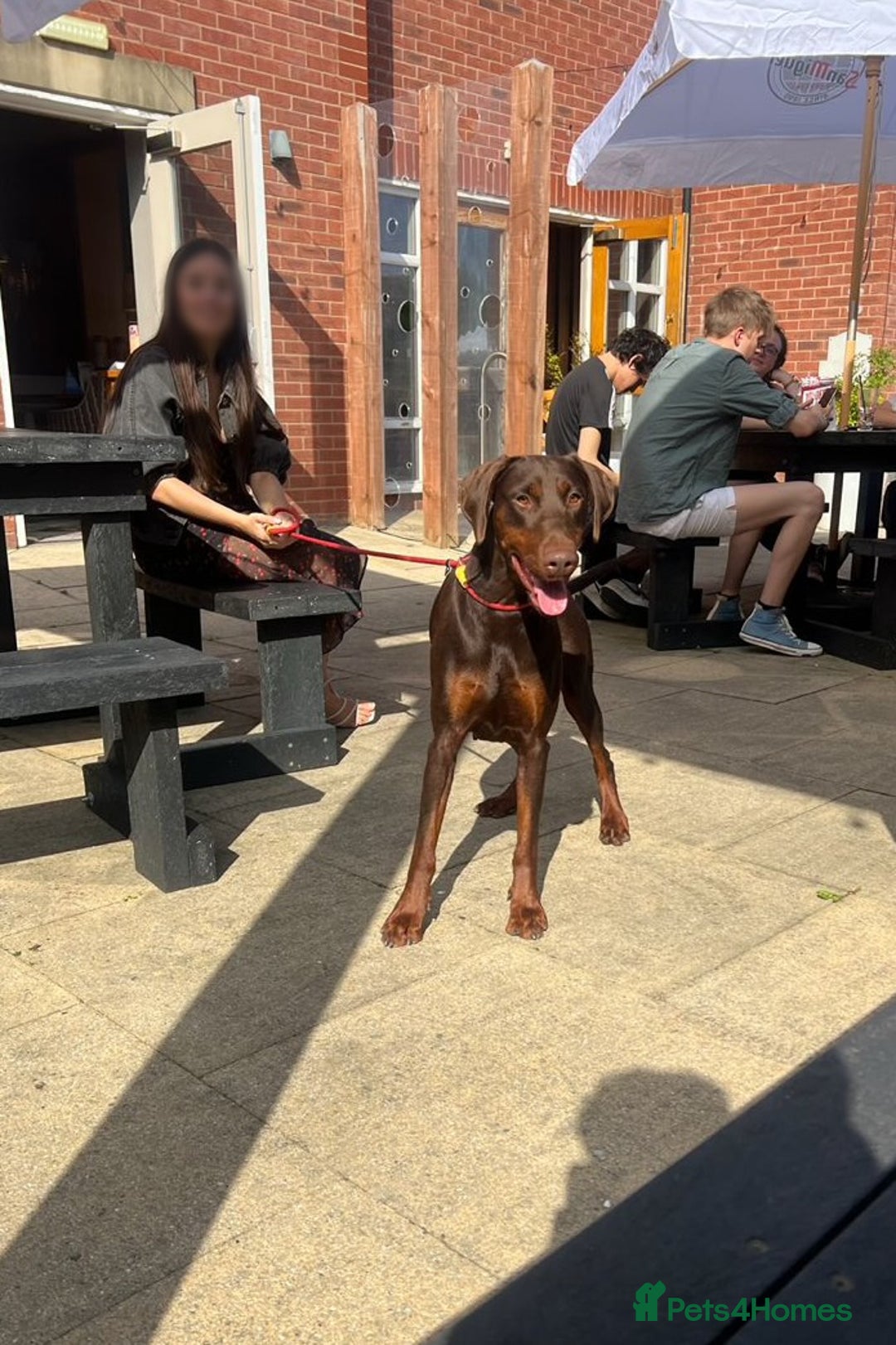 Dobermann dogs for sale: Champion Bloodline Dobermann female  - Image 4