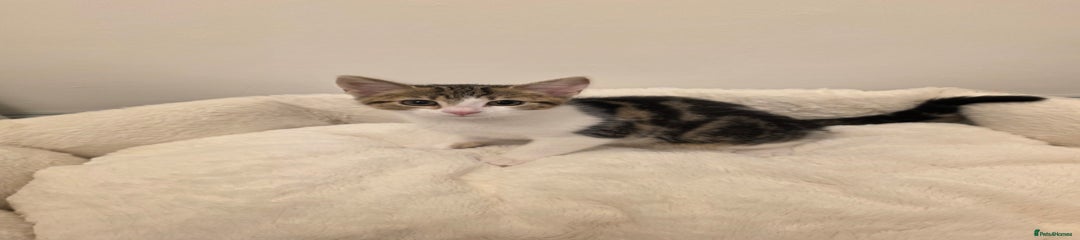 Mixed Breed Kitten 3