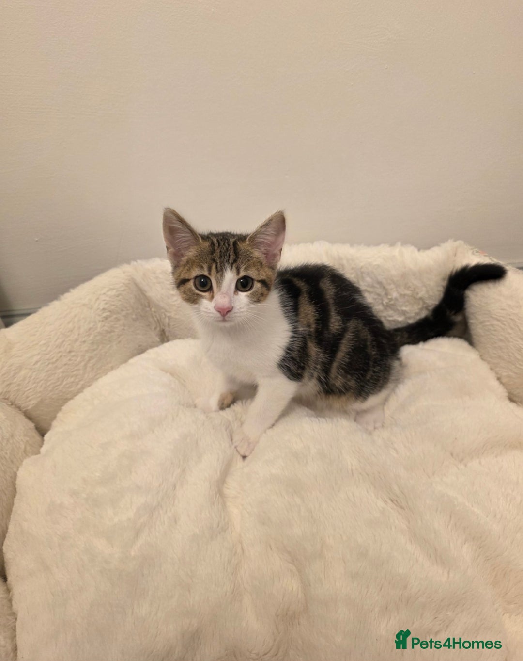 Mixed Breed cats for sale: 1 boy 4 girls ready for new homes.  - Image 4
