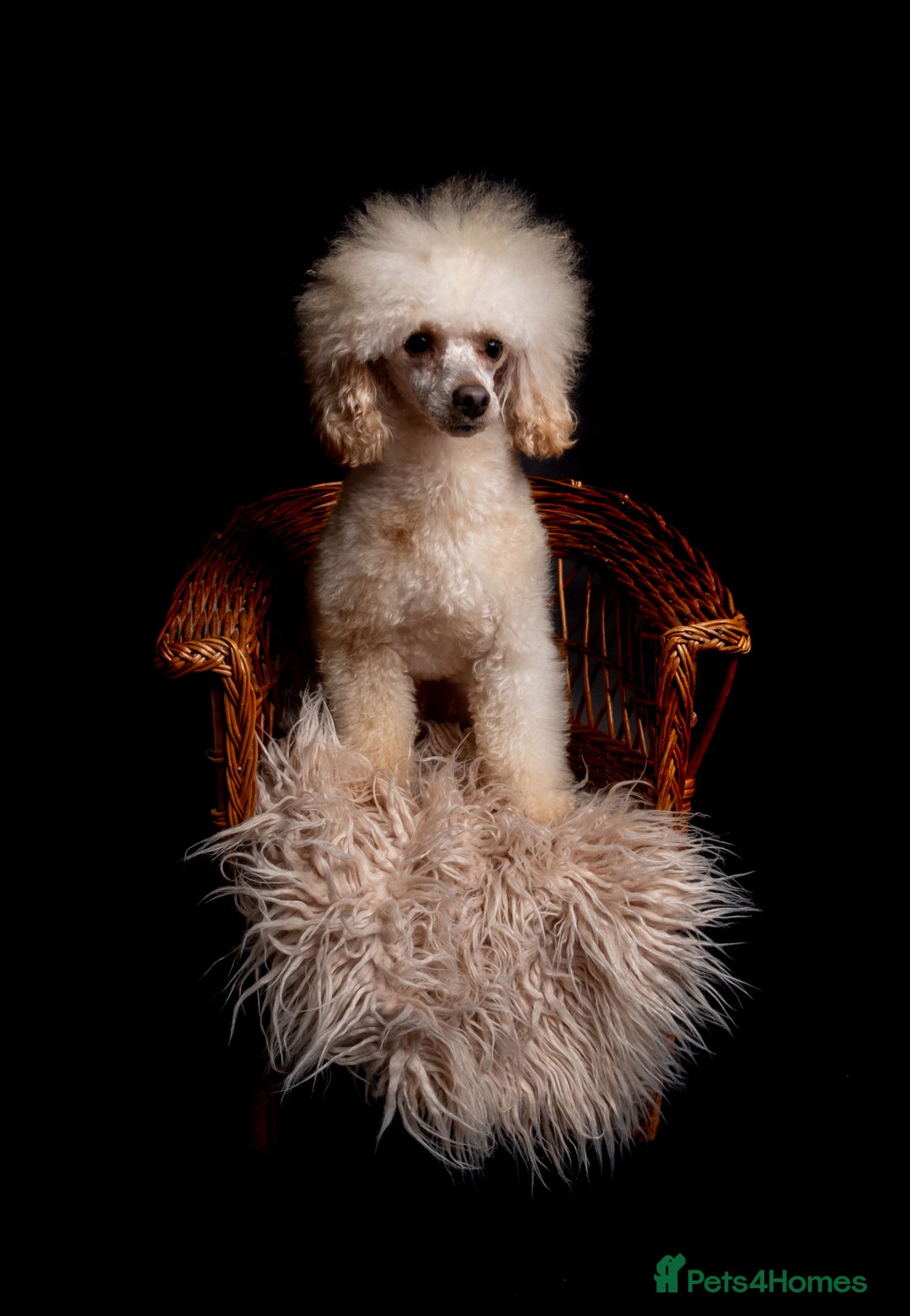 Toy Poodle dogs for stud: KC REG EXTENSIVELY HEALTH TESTED FOR STUD  in Hoddesdon - Advert 3