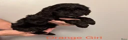 Cockapoo dogs for sale: F2Bb cockapoo puppies - Advert 14