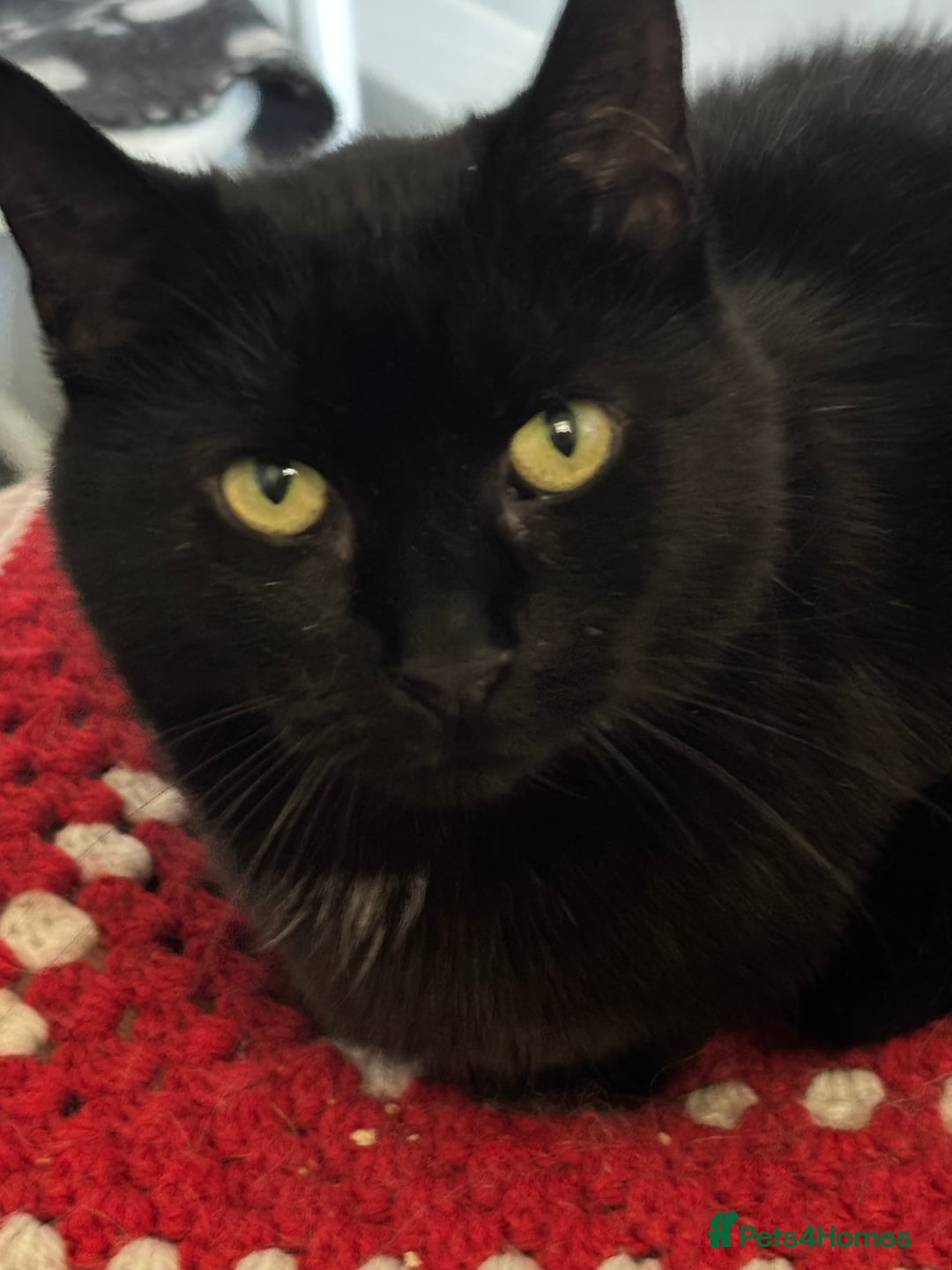 Mixed Breed cats for adoption: This little lady is 17 years young & full of life in Swadlincote - Image 1
