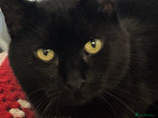 Mixed Breed cats This little lady is 17 years young & full of life in Swadlincote - Advert 6