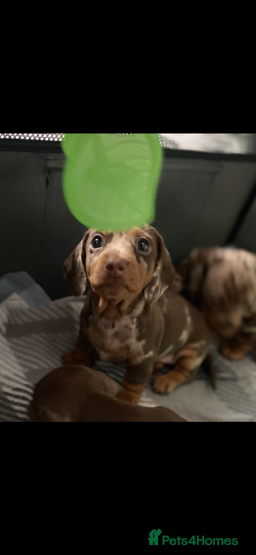 Miniature Dachshund dogs Beautiful smooth haired mini dachshunds😍 - Advert 2