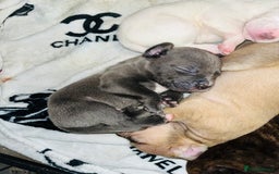 American Bull Staffy dogs for sale: Beautiful American bulldog x staff puppies   - Image 13