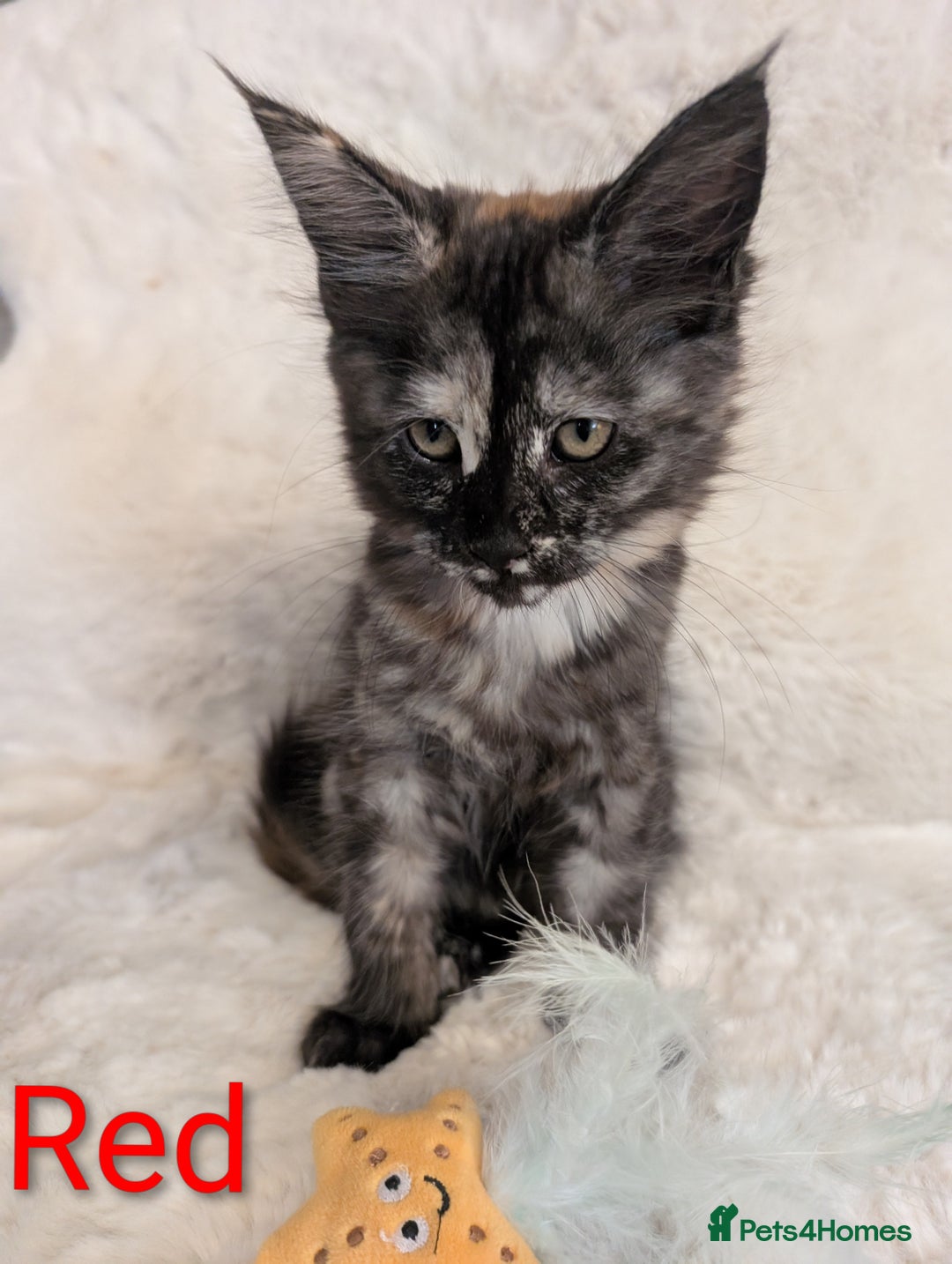 Maine Coon cats for sale: ✨ Stunning Maine Coon Kittens Ready Now ✨ - Image 10
