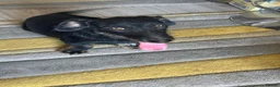 Mixed Breed dogs for adoption: Lovely little Jonny needs a new home - Advert 20