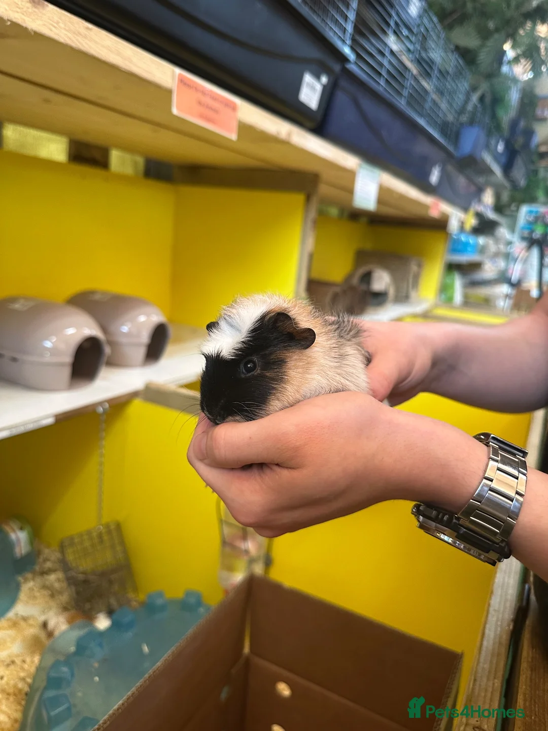 Guinea Pig rodents for sale: 2 Male Guinea Pigs in Keighley - Advert 1