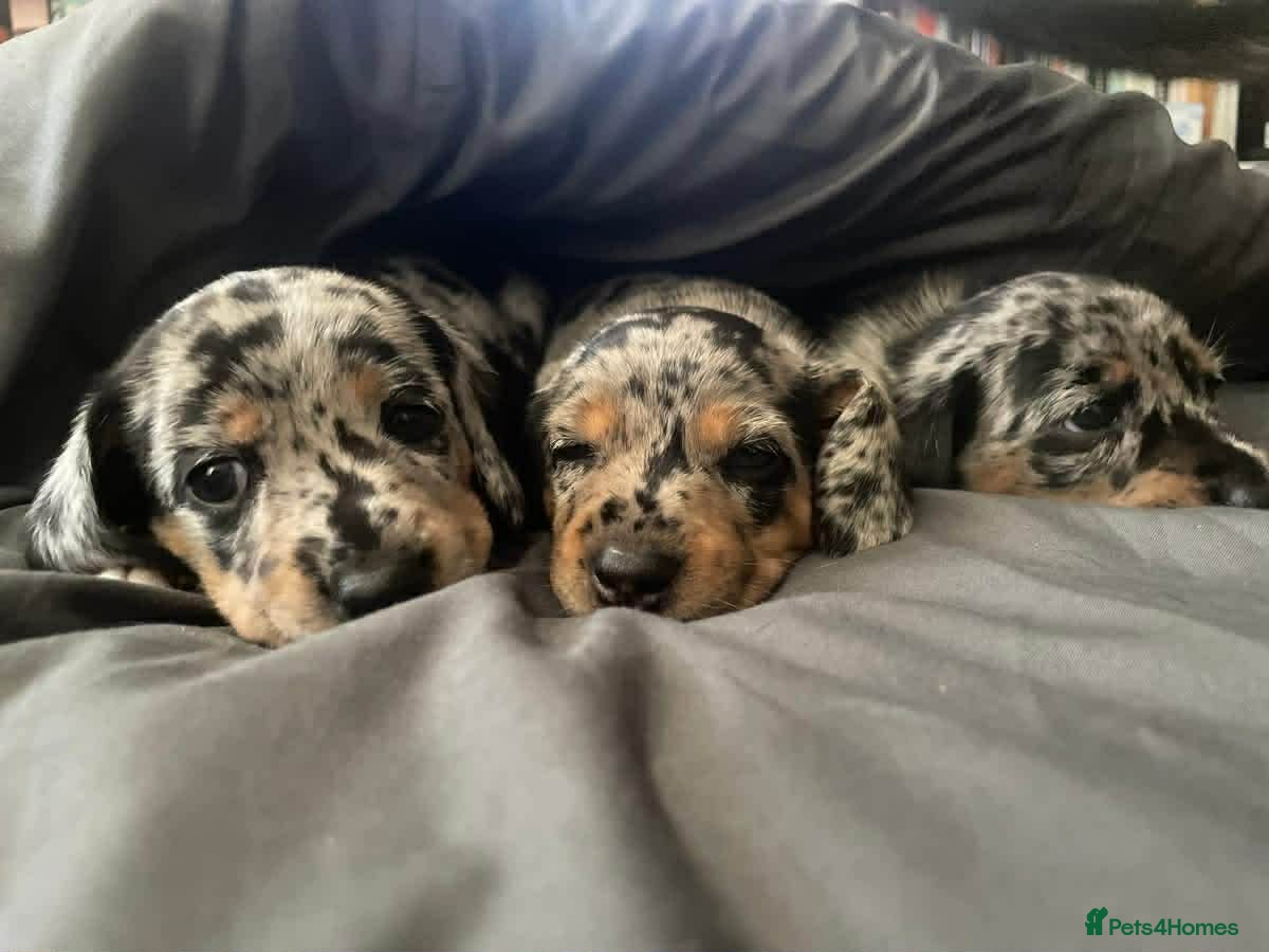 Dachshund dogs Dachshund puppies - Advert 13