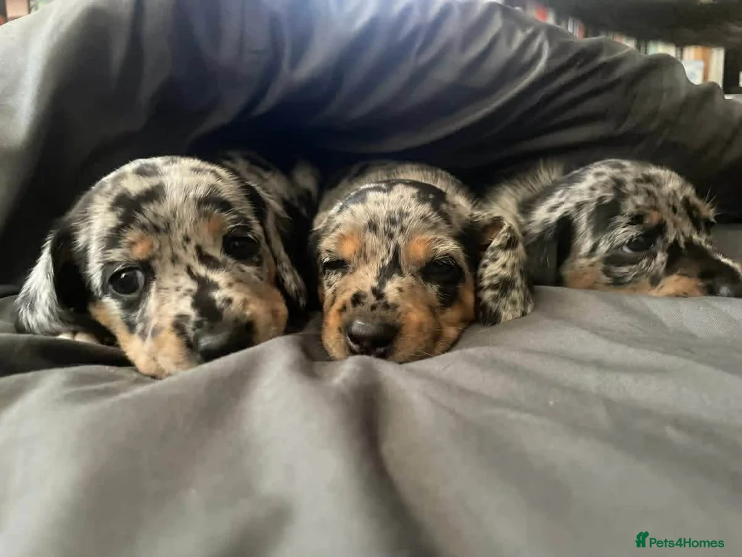 Dachshund dogs for sale: Dachshund puppies - Advert 1