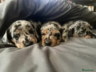 Dachshund dogs Dachshund puppies - Advert 13