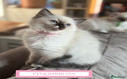 Ragdoll cats for sale: GORGREOUS 1/2 PEDIGREE RAGDOLL KITTENS 💗 - Image 5
