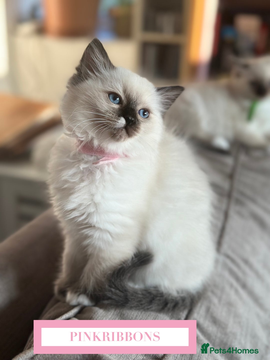 Ragdoll cats for sale: GORGREOUS 1/2 PEDIGREE RAGDOLL KITTENS 💗 - Image 5
