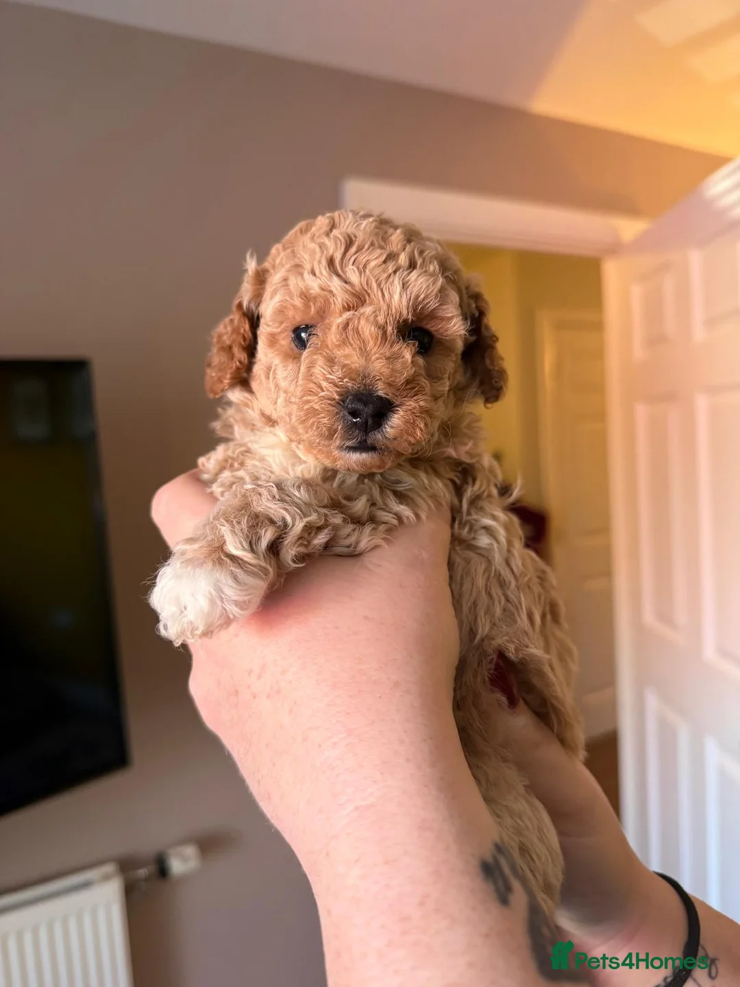 Poochon dogs for sale: Toy Poochon looking for their forever homes  - Advert 24