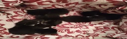 Mixed Breed cats for sale: 6 beautiful fur babies - Advert 8
