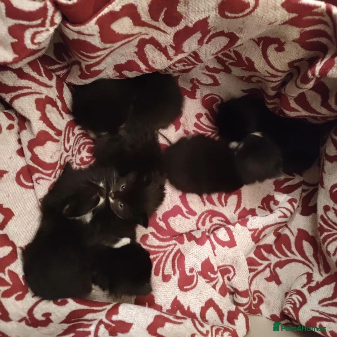Mixed Breed cats for sale: 6 beautiful fur babies - Advert 8