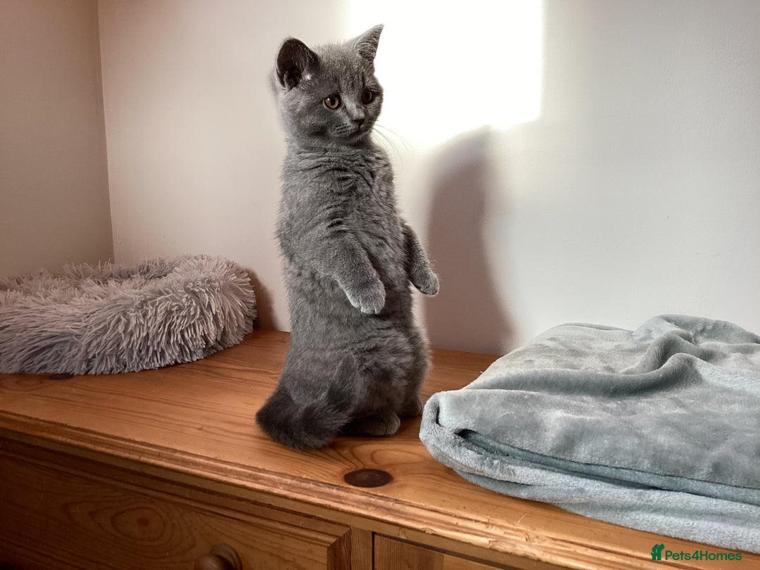 British Shorthair cats for sale: British Shorthair Kittens (reduced £600) - Image 11