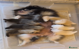 Pomeranian dogs for sale: Beautiful original pomeranians - Image 7