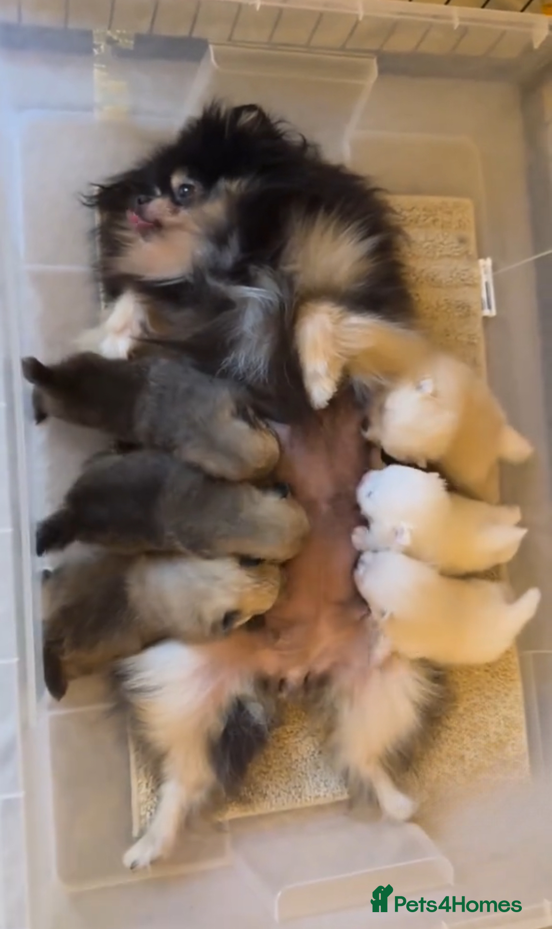 Pomeranian dogs for sale: Beautiful original pomeranians - Image 7