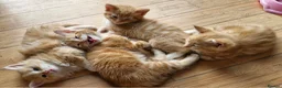 Mixed Breed cats for sale: Ginger boys - Advert 6