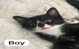 Mixed Breed cats for sale: Litter of 6 beautiful kittens - Image 10