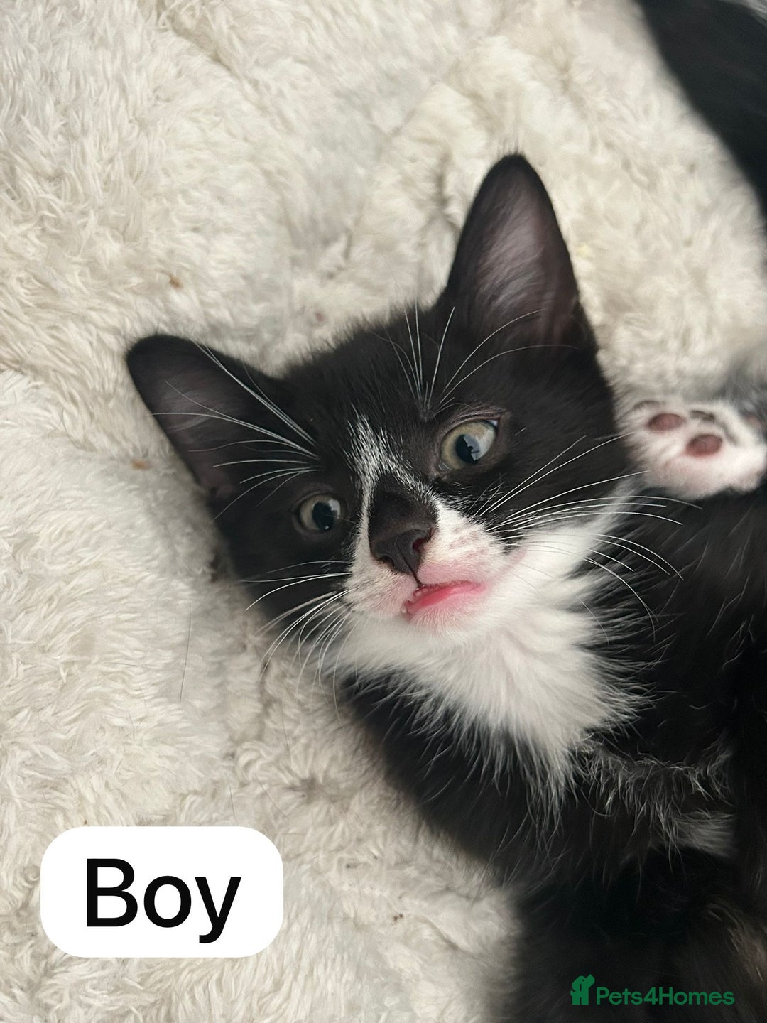 Mixed Breed cats for sale: Litter of 6 beautiful kittens - Image 10