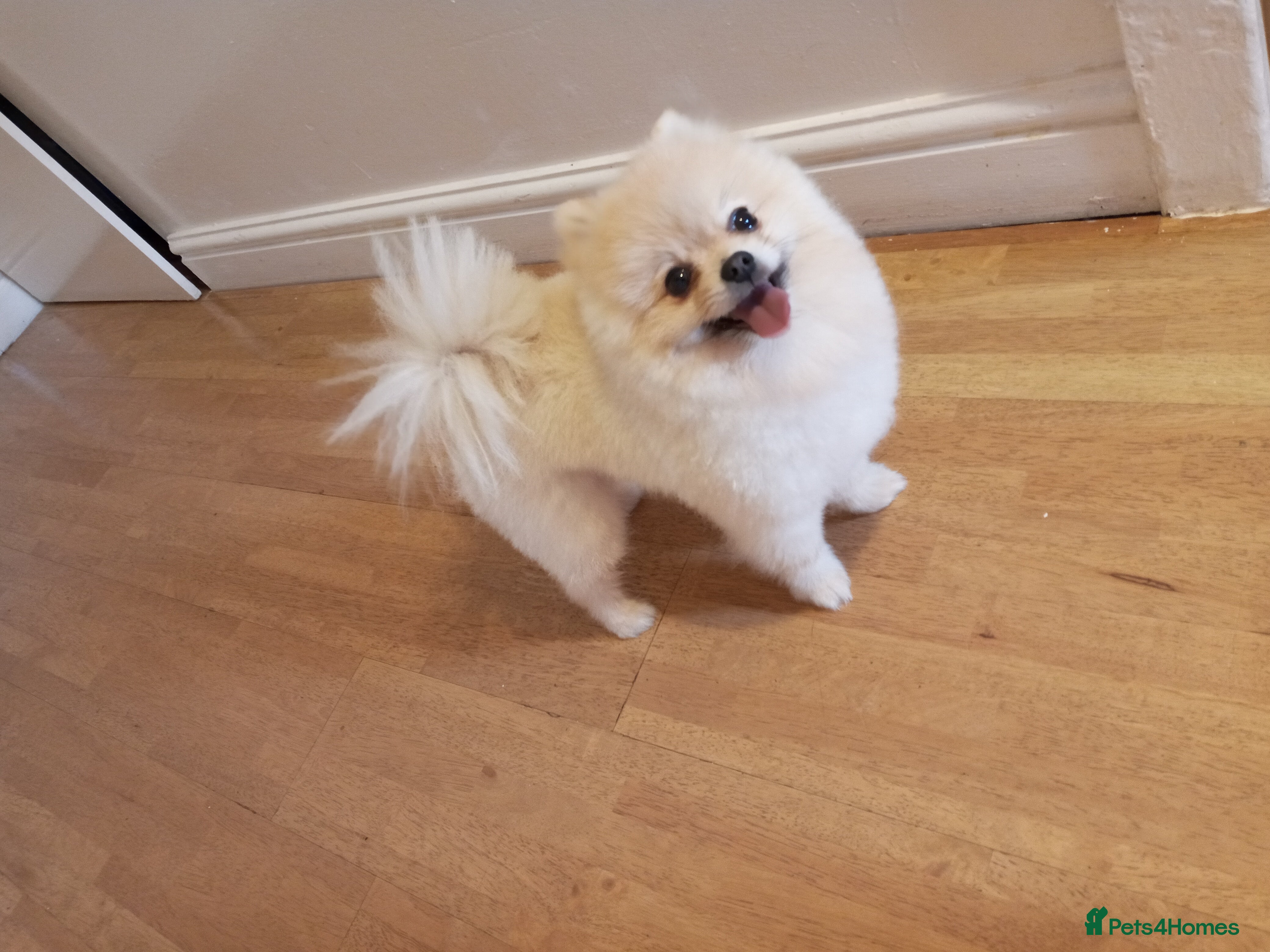 Pomeranian dogs ⭐⭐⭐ **** TEDDY FACED POMERANIAN STUD ⭐⭐⭐ - Advert 1