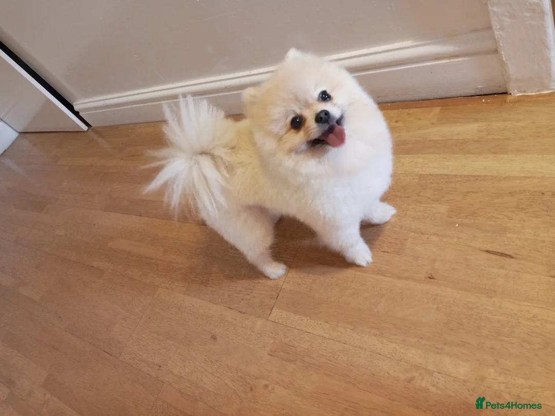 Pomeranian dogs for stud: ⭐⭐⭐ **** TEDDY FACED POMERANIAN STUD ⭐⭐⭐ in Manchester - Advert 4