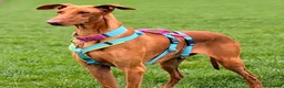 Mixed Breed dogs for adoption: Robbie - Spanish Podenco - Advert 1
