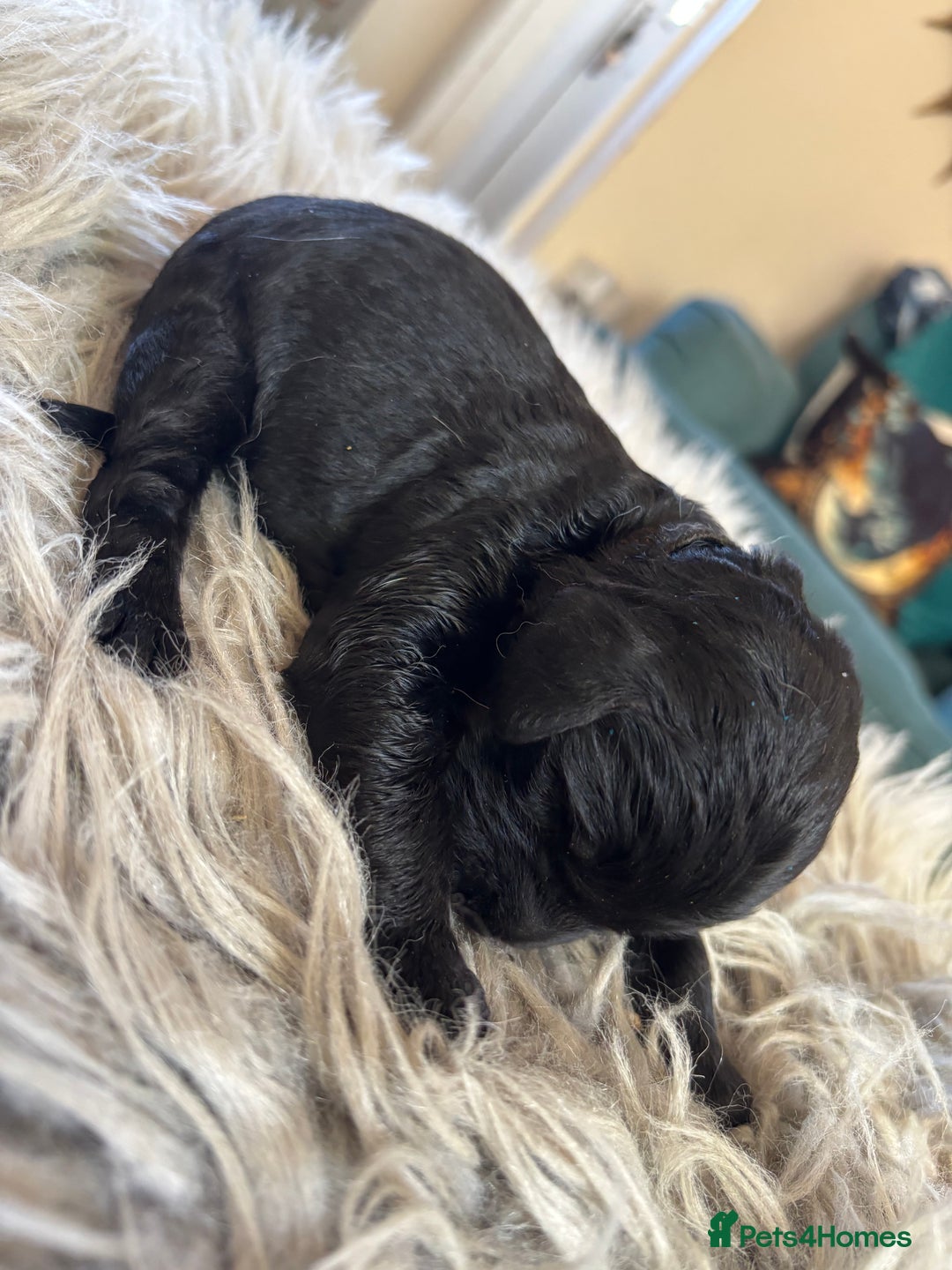 Goldendoodle dogs for sale: 12 Stunning Goldendoodles - Image 16