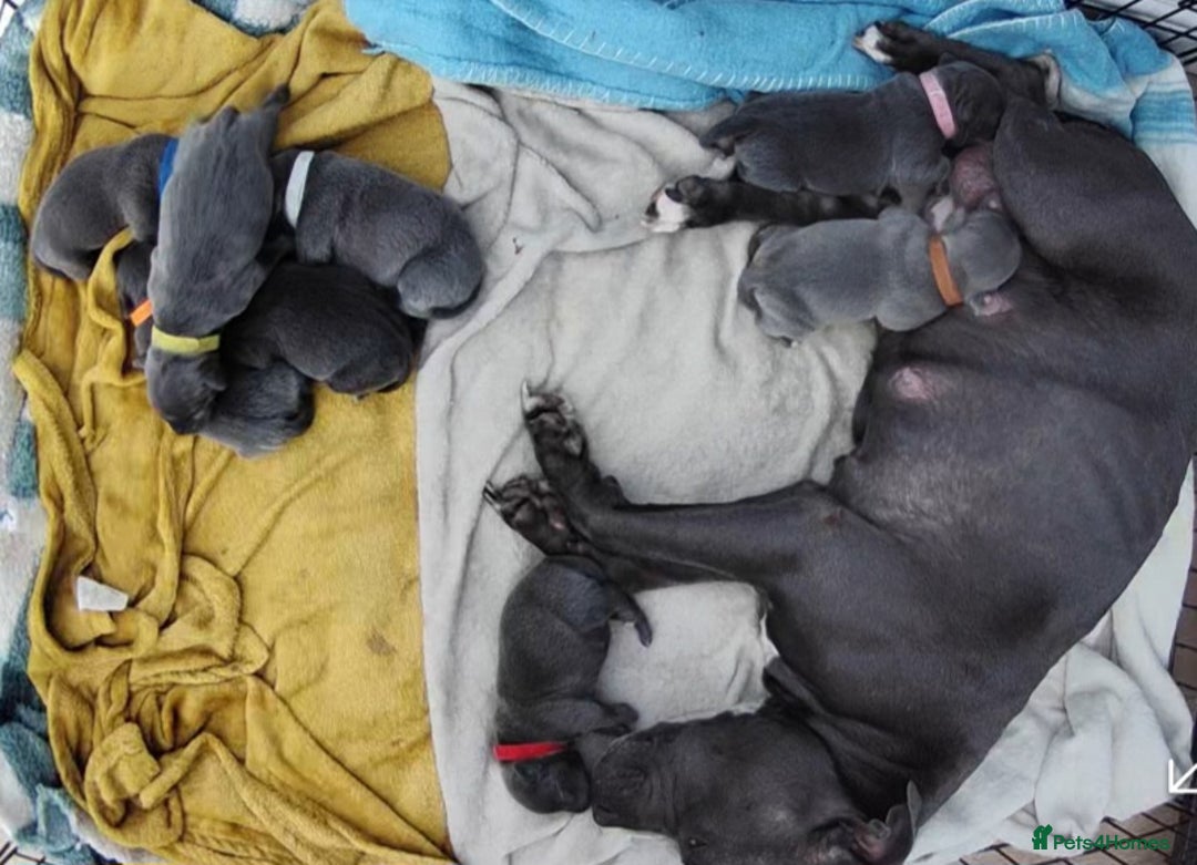 Staffordshire Bull Terrier dogs for sale: Blue Staffordshire Bull Terrier 🐶 Puppies 🐶 - Image 12