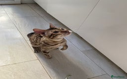 Bengal cats for sale: Cream Snow Male Bengal for Sale - TICA Registered - Image 2