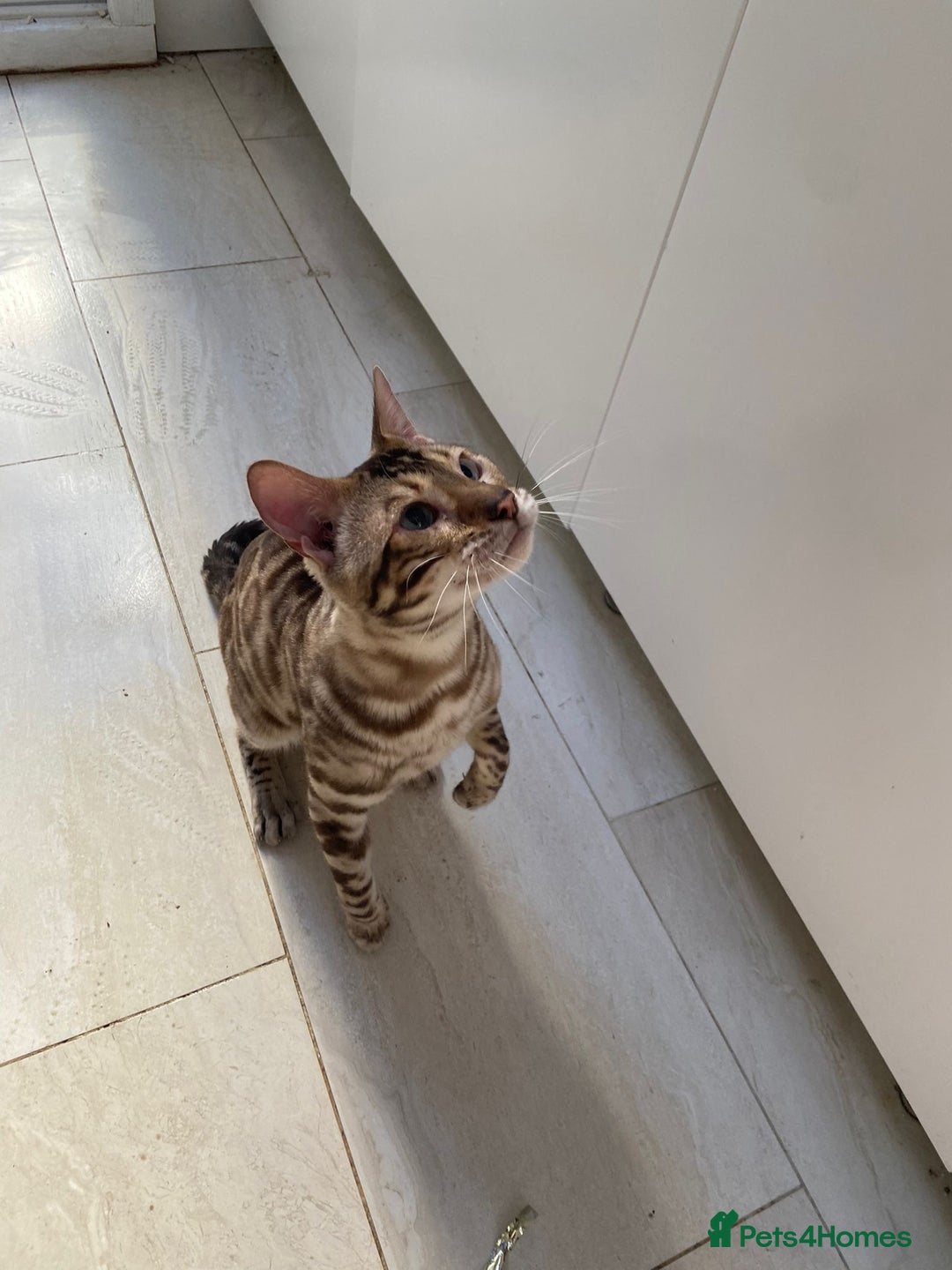 Bengal cats for sale: Cream Snow Male Bengal for Sale - TICA Registered - Image 2