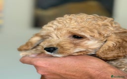 Cockapoo dogs for sale: Stunning ** F2 cockapoo - Image 2