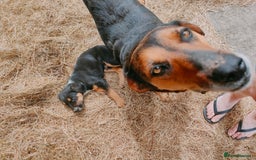 Huntaway dogs for sale: Male Huntaway Pups  - Image 2