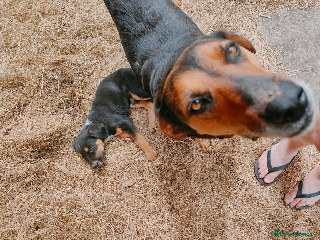 Huntaway dogs for sale: Male Huntaway Pups  - Image 2