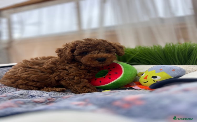 Toy Poodle dogs - Advert 7
