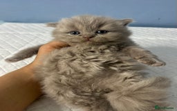 British Shorthair cats for sale: 🐱Adorable Rare Lilac British Shorthair Kittens - Image 6