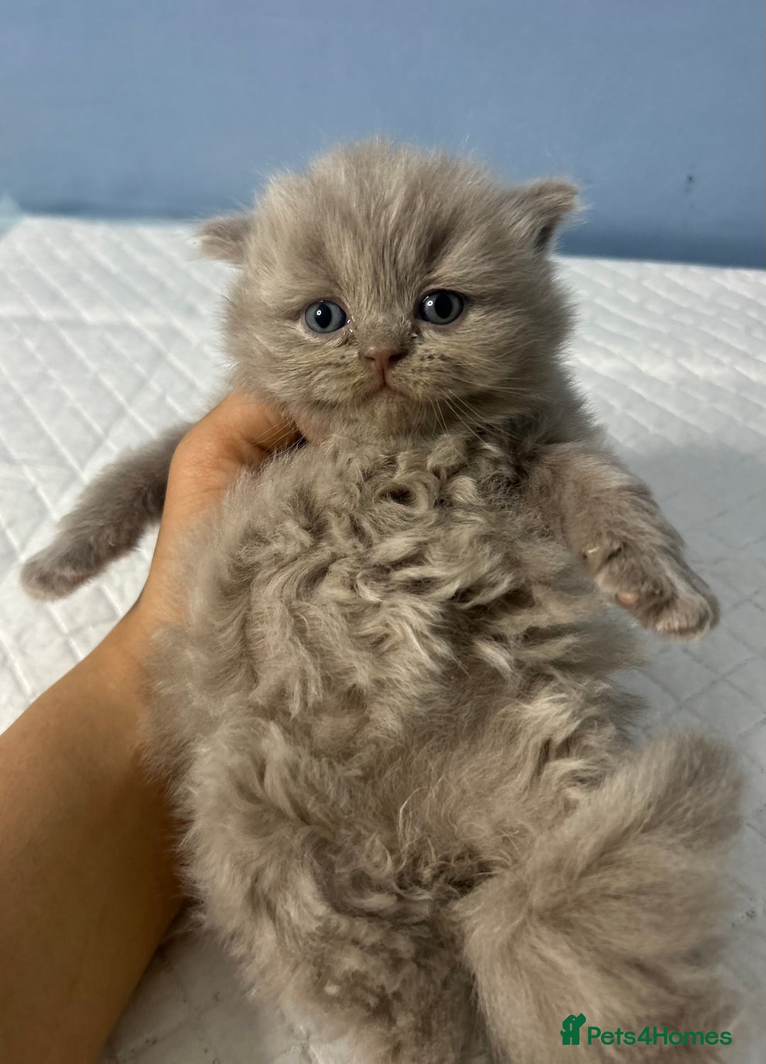 British Shorthair cats for sale: 🐱Adorable Rare Lilac British Shorthair Kittens - Image 6
