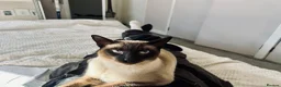 Ragamese cats for sale: Stunning Ragdoll x Thai Siamese - Advert 15