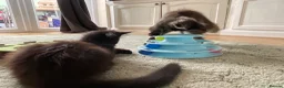 Maine Coon cats for sale: 2 Maine coon kittens  - Advert 6