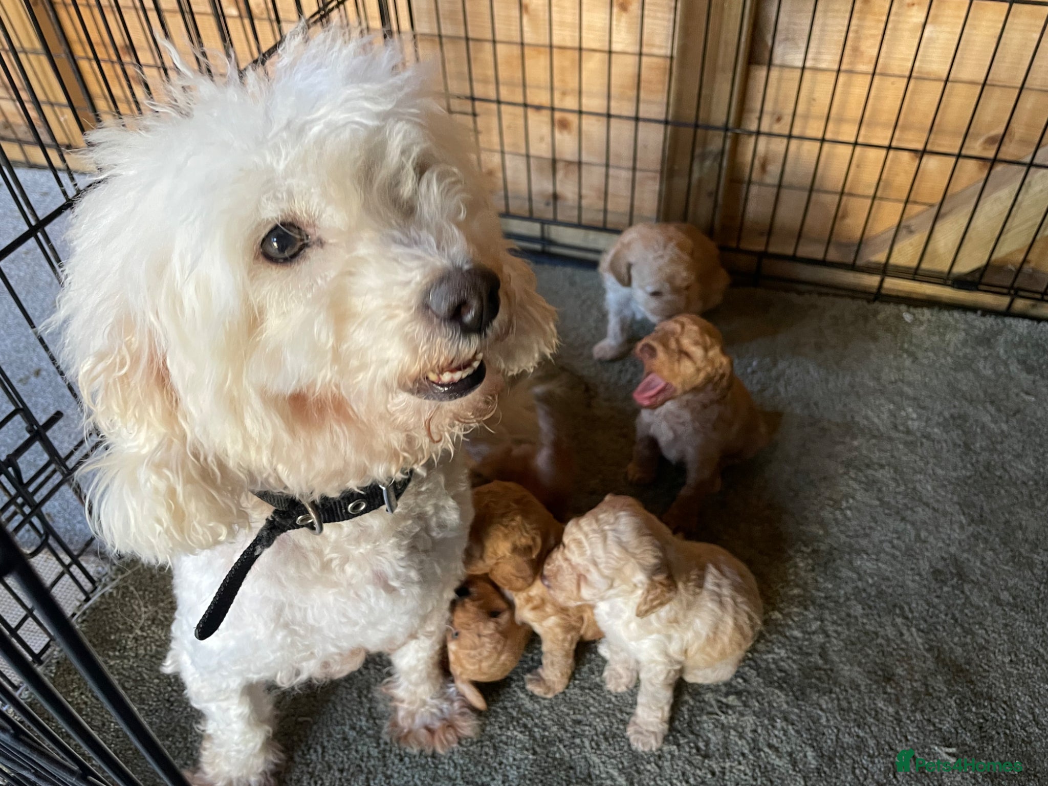 Standard Poodle dogs Stunning poodle puppys - Advert 1