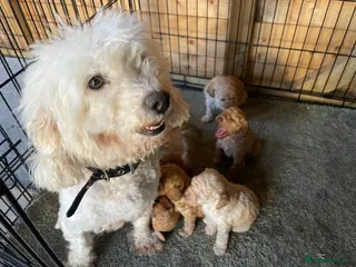 Standard Poodle dogs Stunning poodle puppys - Advert 2