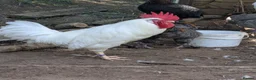 Chickens poultry for sale: White Star and Cooper Maran males in Mold - Advert 1