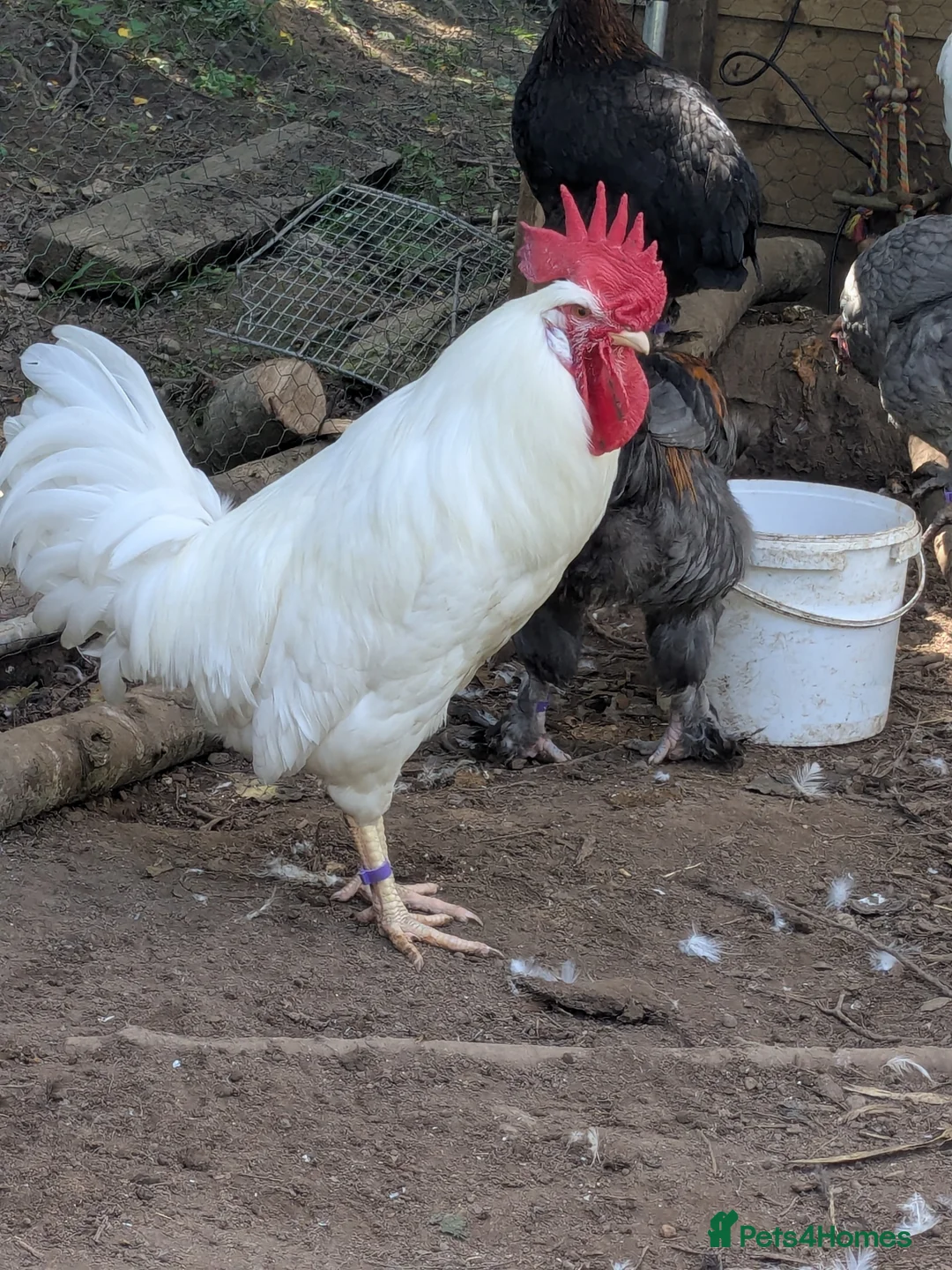 Chickens poultry for sale: White Star and Cooper Maran males in Mold - Advert 1