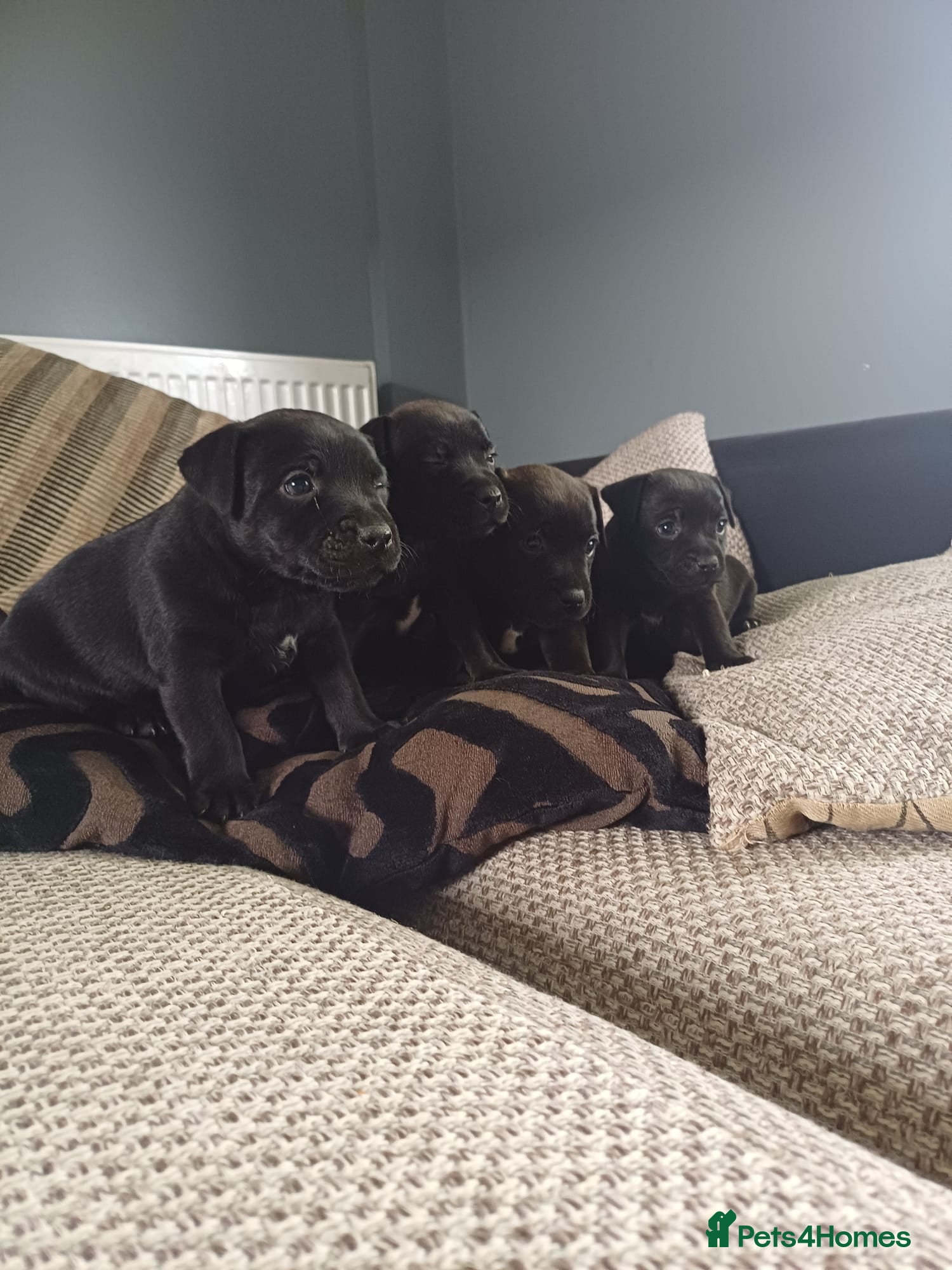 Patterdale Terrier dogs Stunning patterdale terriers  - Advert 2