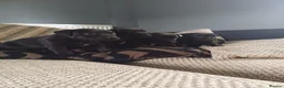 Patterdale Terrier dogs for sale: Stunning patterdale terriers  - Advert 8