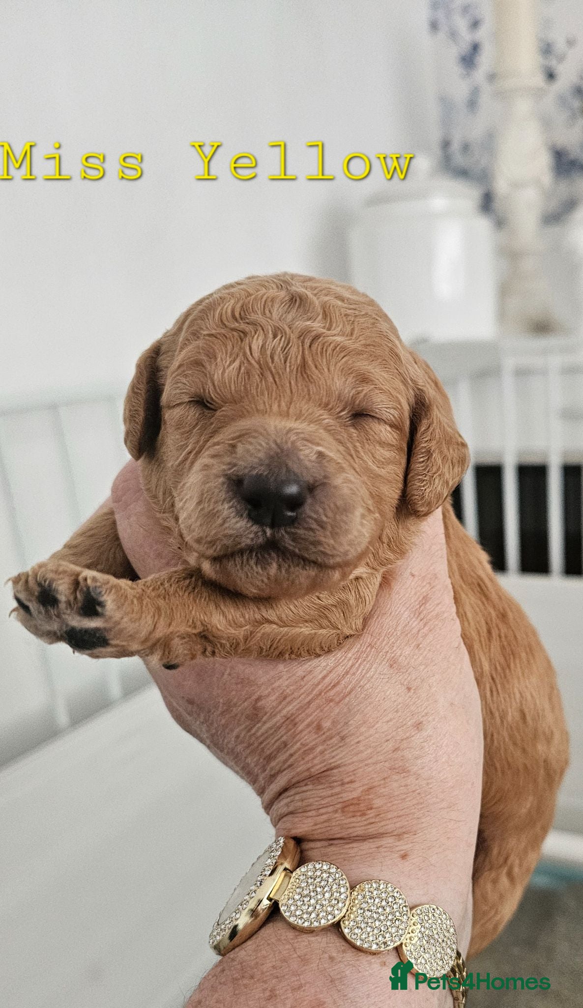 Mini Goldendoodle dogs Goldendoodle - Advert 1